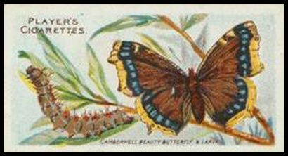 37 Camberwell Beauty Butterfly